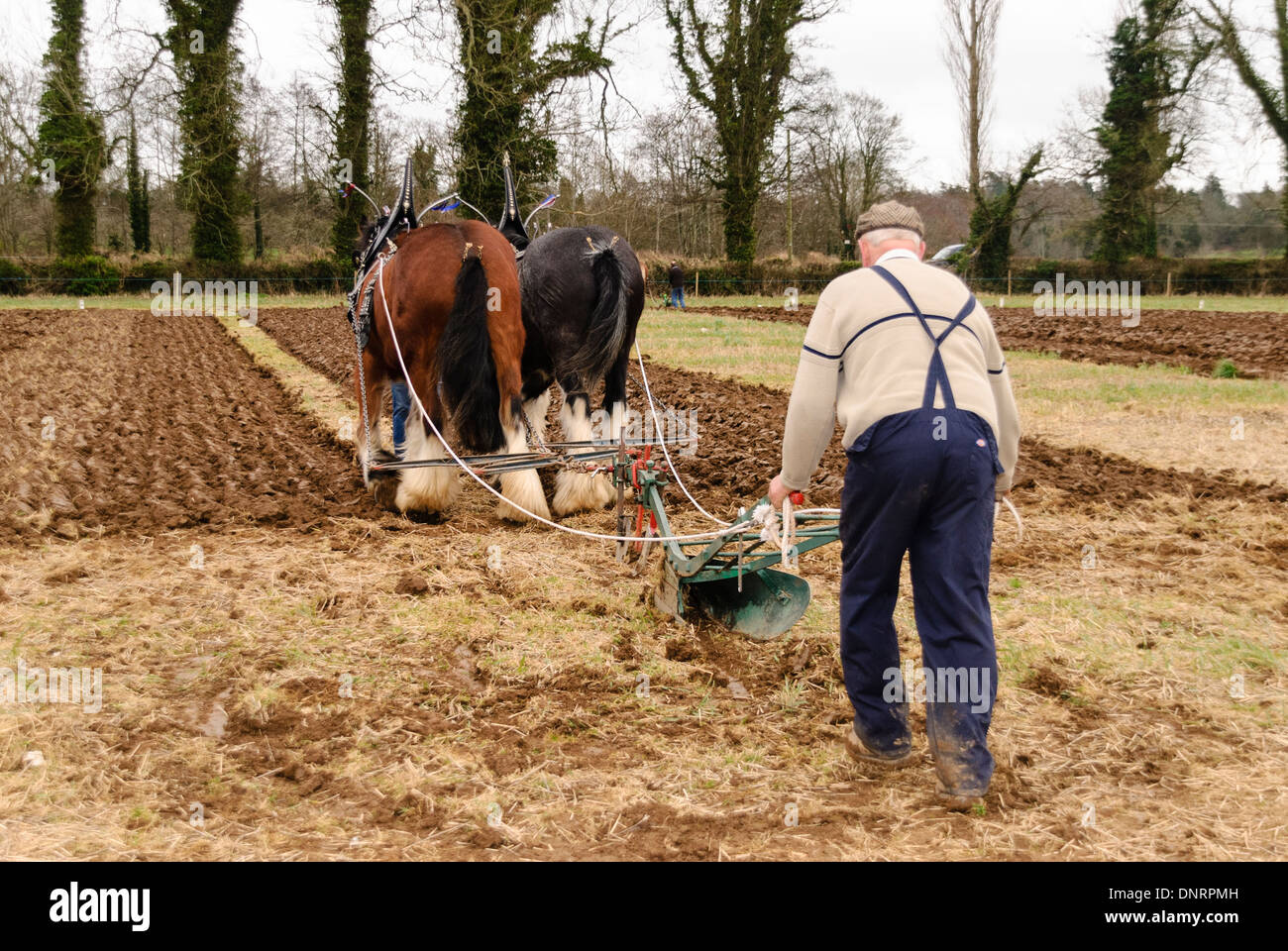 Bauern pflügen ein Feld mit zwei Clydesdale Pferde Stockfoto