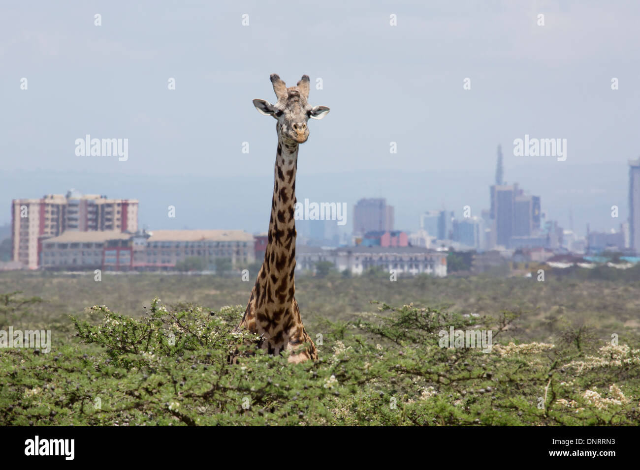 Giraffe mit Wolkenkratzern der Stadt über. Nairobi-Nationalpark, Kenia Stockfoto