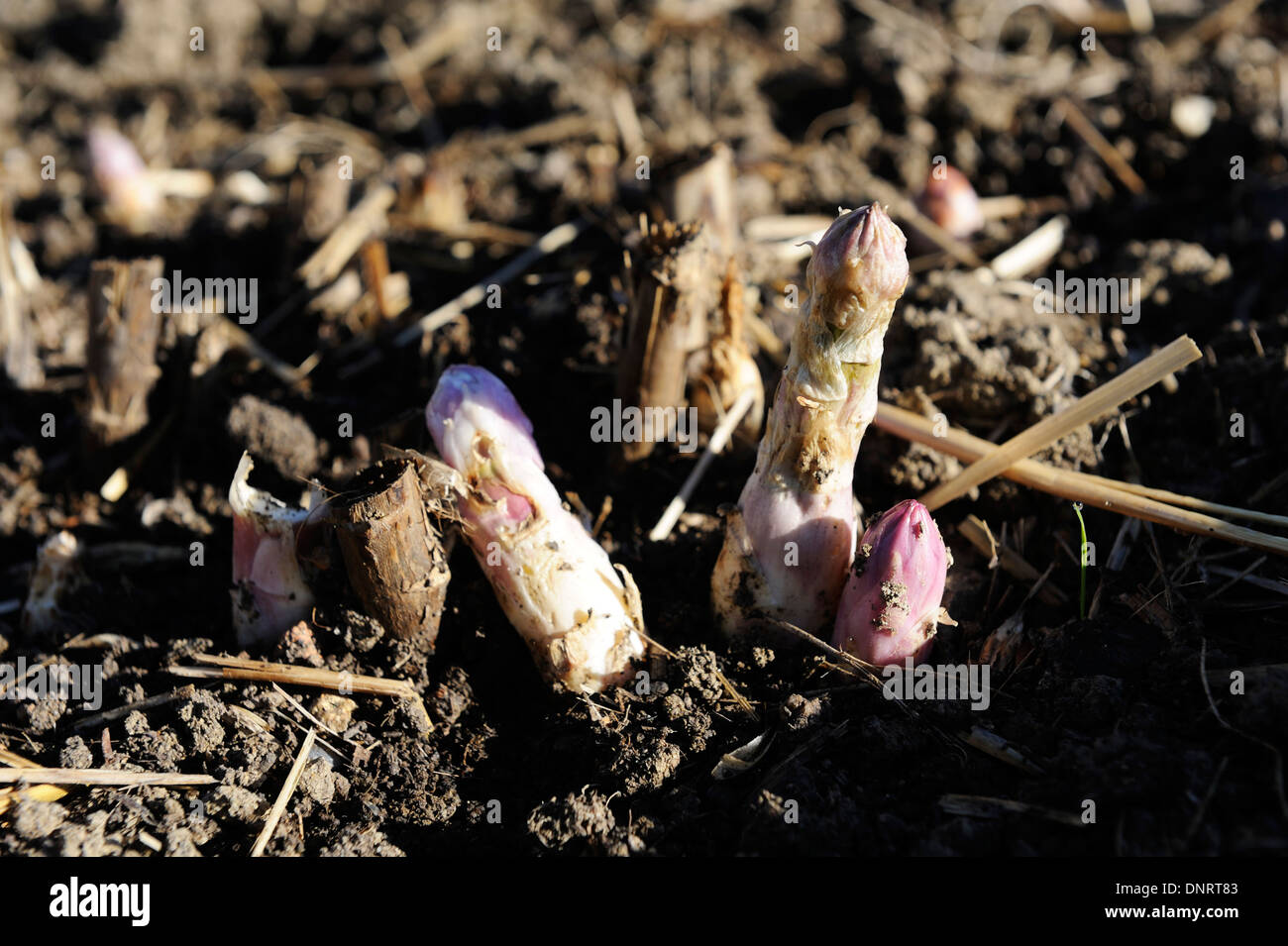 Spargel schießt gerade erst aus dem Boden zu stoßen Stockfoto