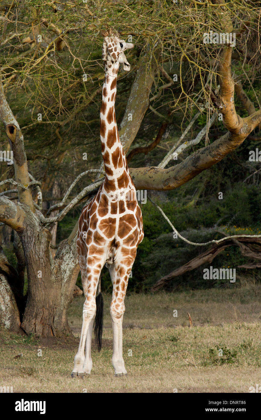 Rothschilds Giraffen füttern aus gelben bellte Akazien im Wildreservat, Kenia Stockfoto