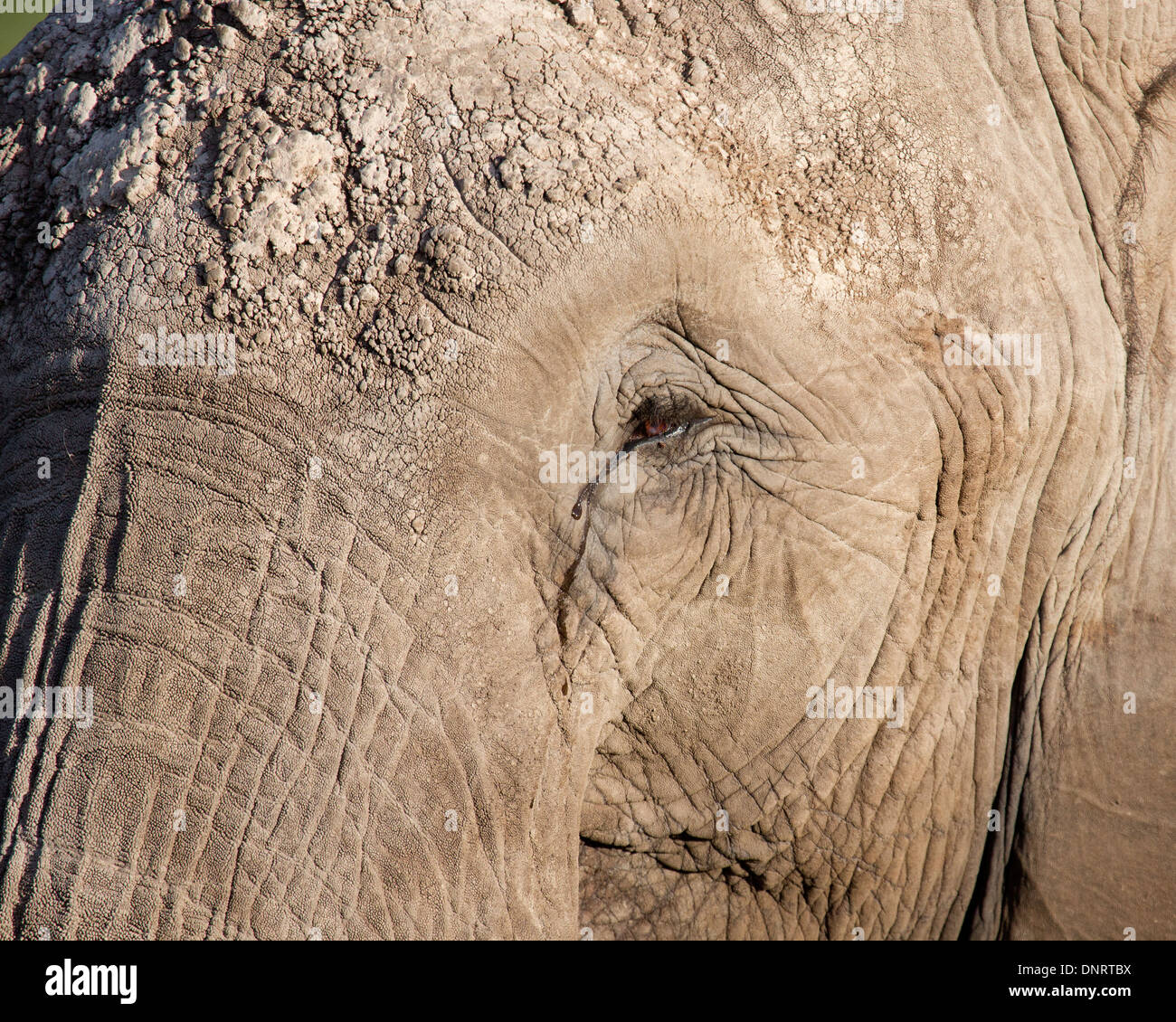 Detail eines Elefanten Augen, Haut und Gesicht Stockfoto