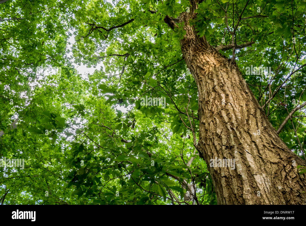 Blick auf Looking up durch einen Baum, Chiba, Japan Stockfoto