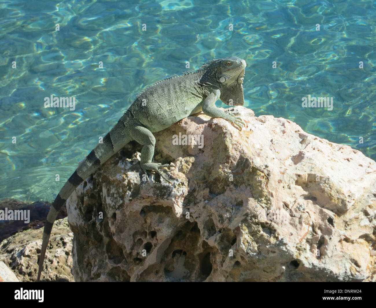 Ein Leguan Augen die Kamera, wie er über die Korallenstrand huscht. Bonaire Stockfoto
