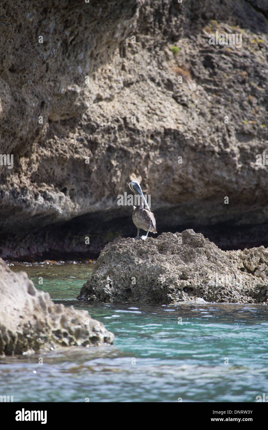 Ein Pelikan Fische im seichten Wasser an der Küste von Curacao. Stockfoto