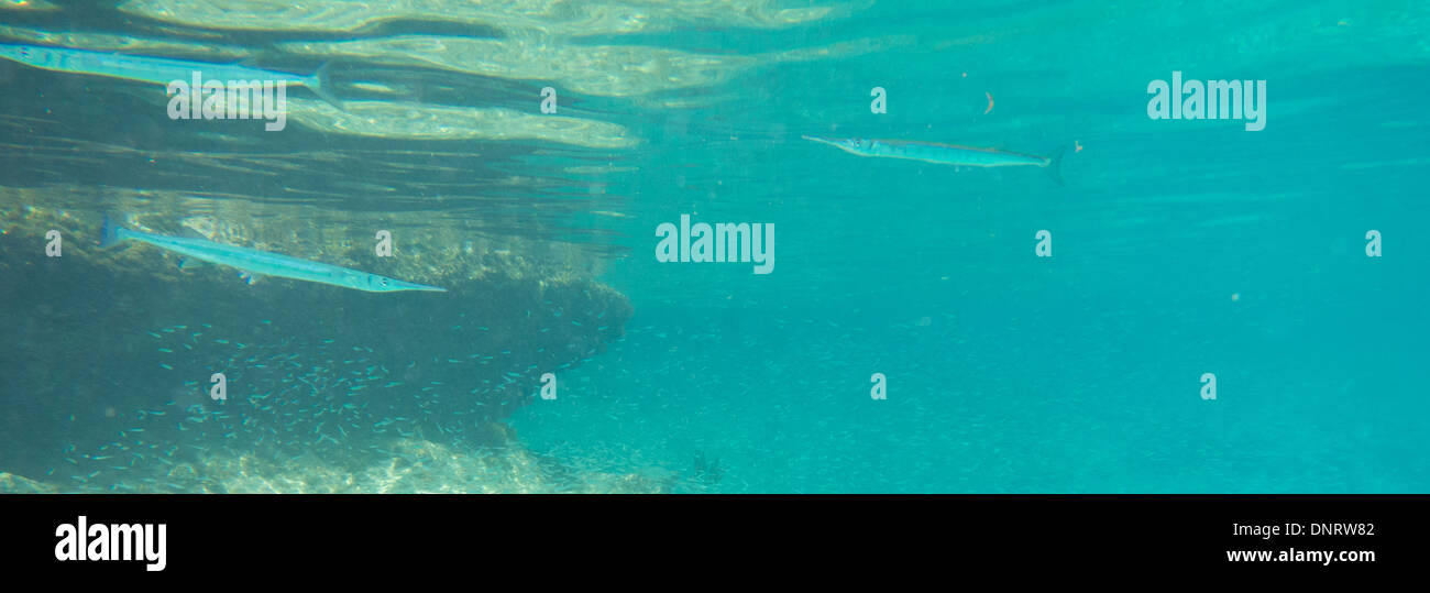 Unter Wasser der Trompetenfische erschossen Sie, als sie knapp unter der Oberfläche vor der Küste von Curacao hand. Stockfoto