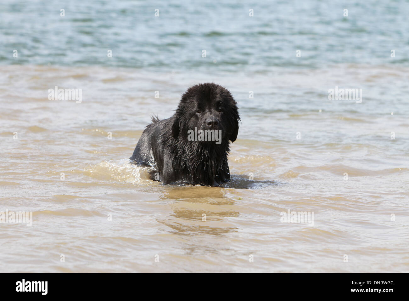 Neufundland Hund / Welpe stehend im Meer Stockfoto