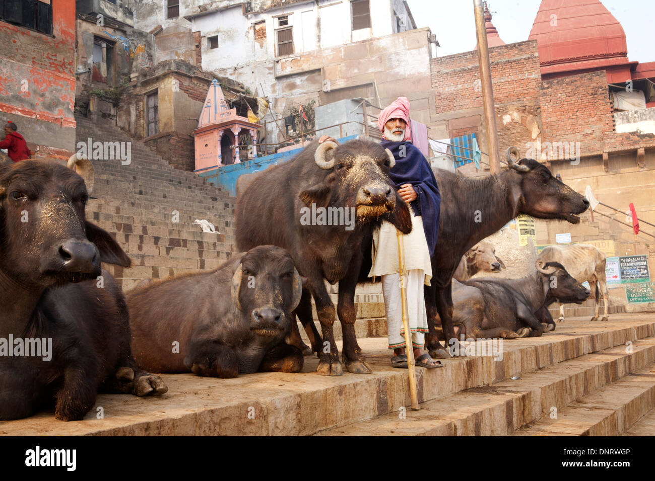 Eine Kuh Herder in einem des Ghats von Varanasi mit einer Herde Wasserbüffel am Rande des Flusses Ganges. Stockfoto