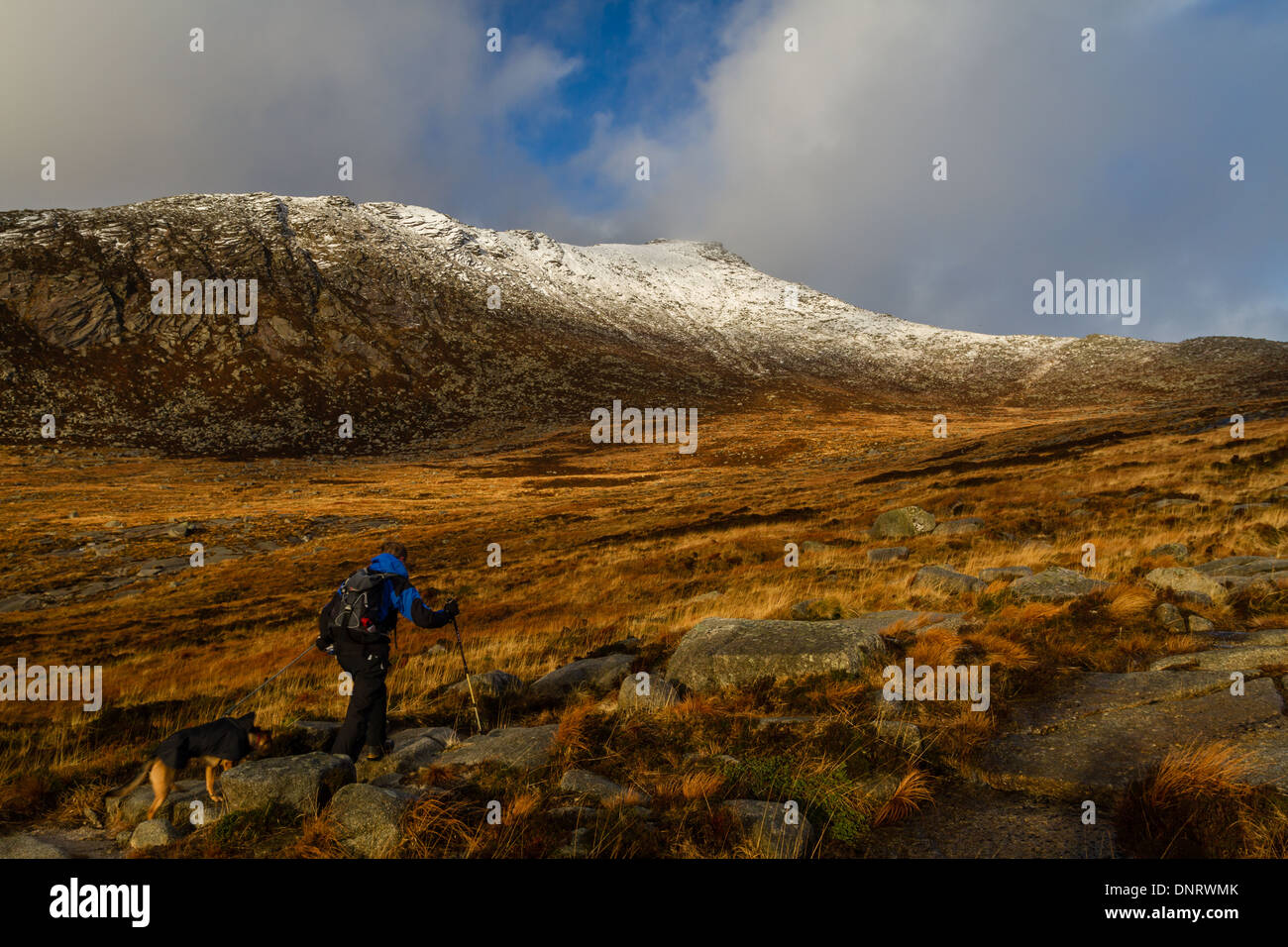 Ziege fiel im Winter mit Walker und Hund, Isle of Arran, Schottland, Großbritannien Stockfoto