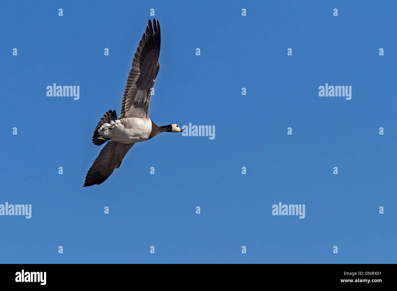 Barnacle Goose fliegen / Branta Leucopsis Stockfoto