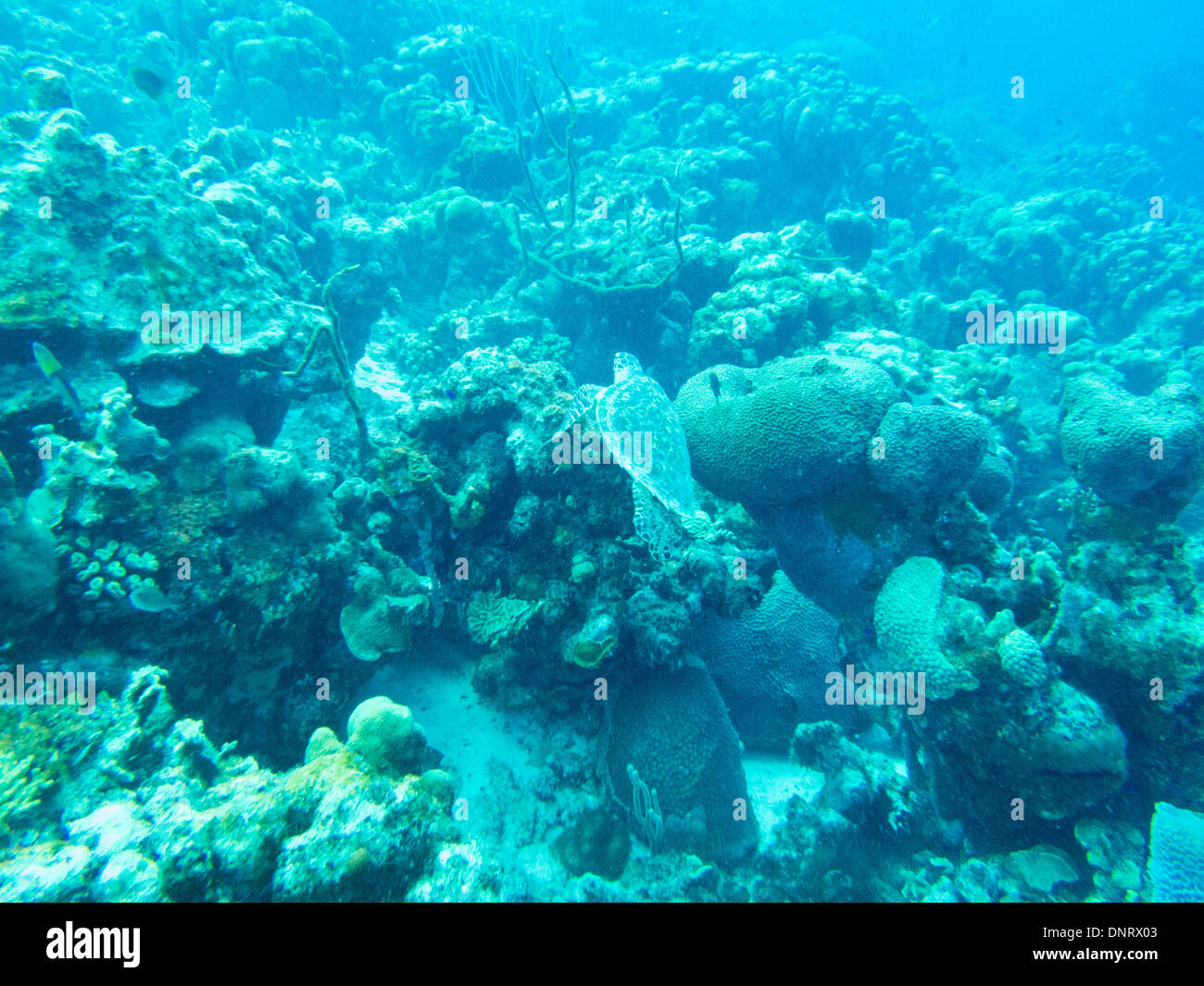 Unter Wasser von einer Meeresschildkröte erschossen Sie, als er seinen Weg, kaute auf Pflanzen findet. Bonaire Stockfoto
