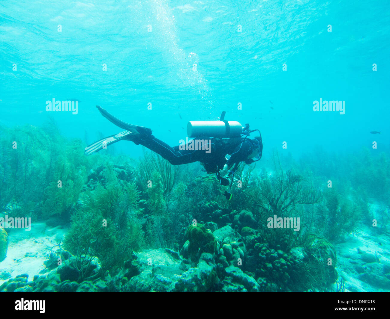 Eine Taucher schwimmt entlang der Unterwasserwelt zu bewundern. Stockfoto