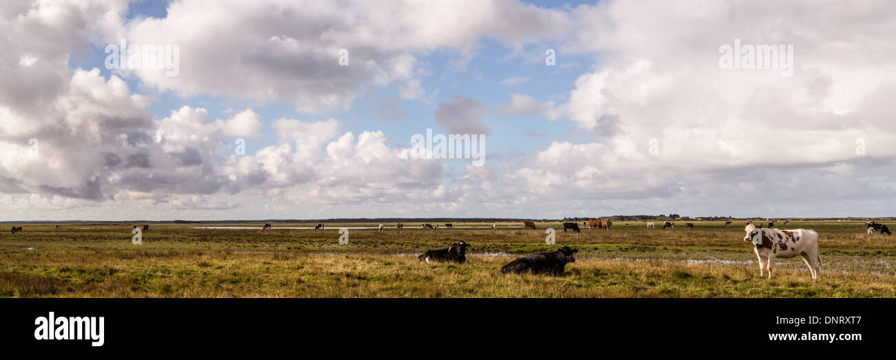 Landwirtschaftlichen Bereich unter einem dramatischen Himmel kurz vor einem Gewitter, Dänemark, Europa Stockfoto