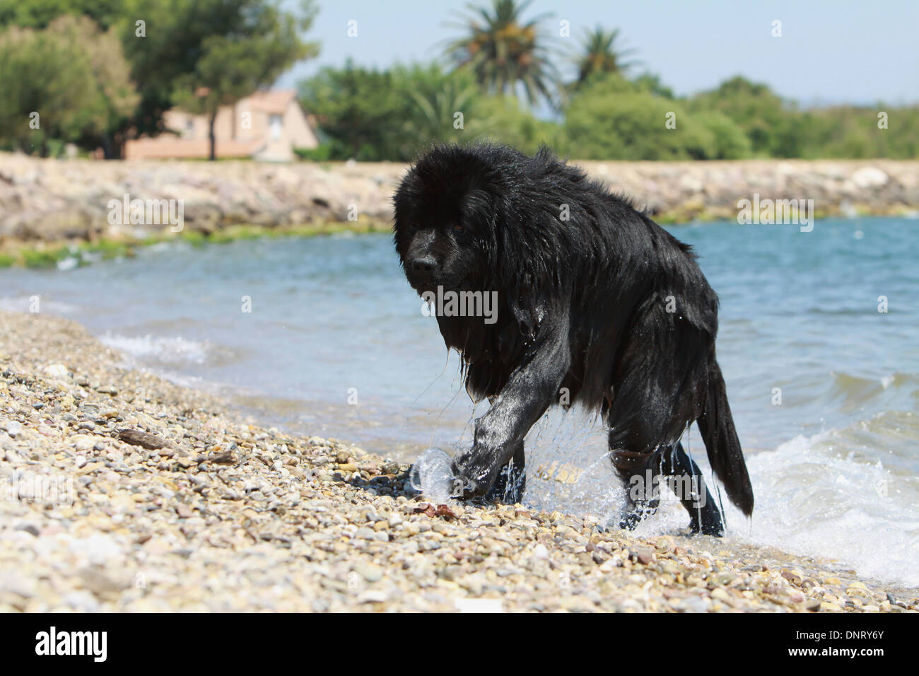 Neufundland Hund / Erwachsene aus dem Meer Stockfoto