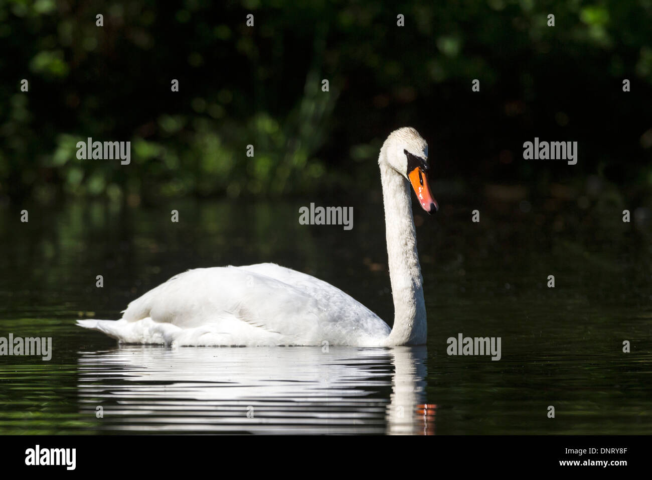 Weisser Schwan / Cygnus Olor Stockfoto Weisser Schwan / Cygnus Olor Stockfoto