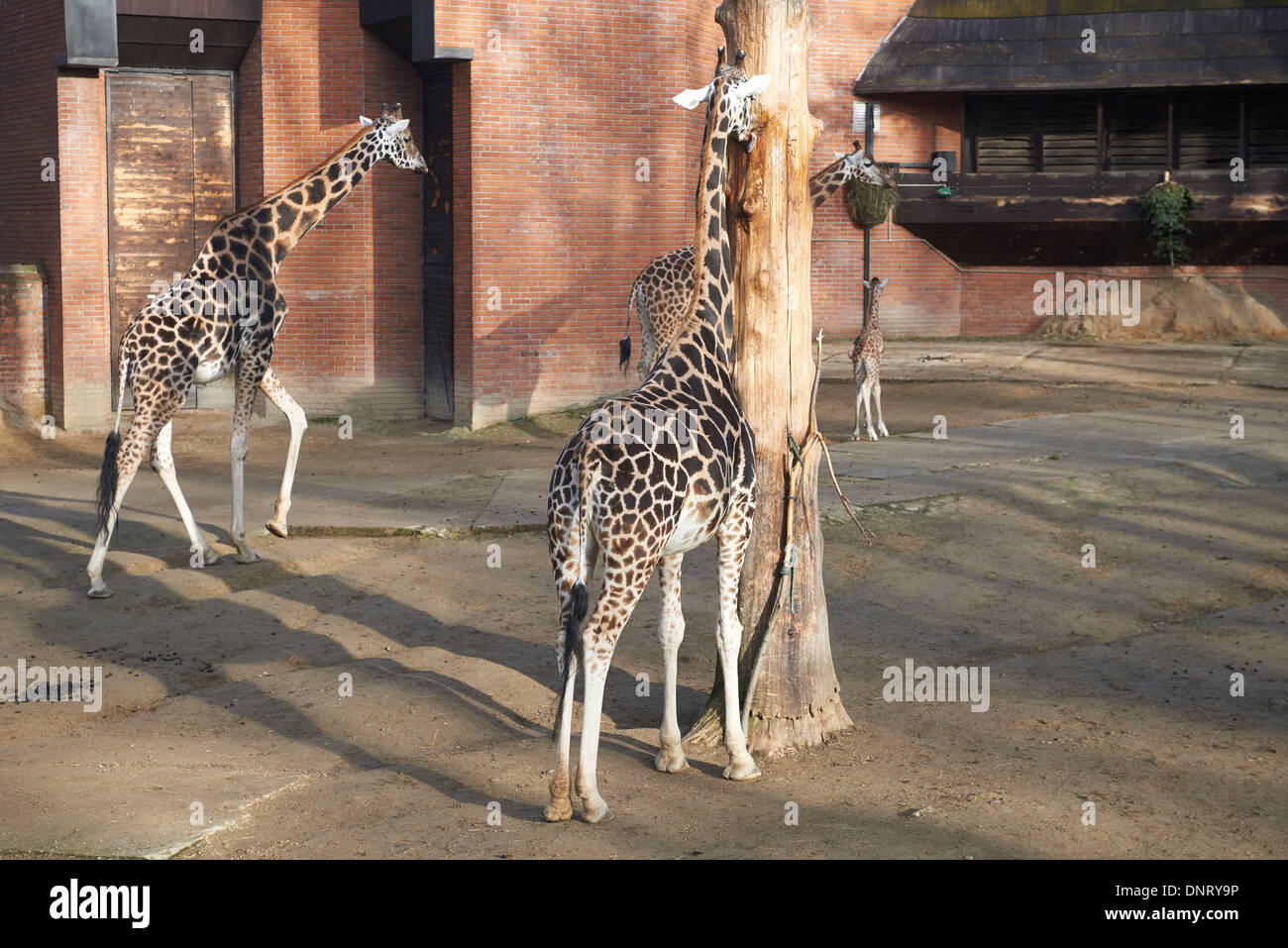 Giraffen im ZOO, Lidove Sady (Folk Obstgärten), Liberec, Tschechische Republik Stockfoto