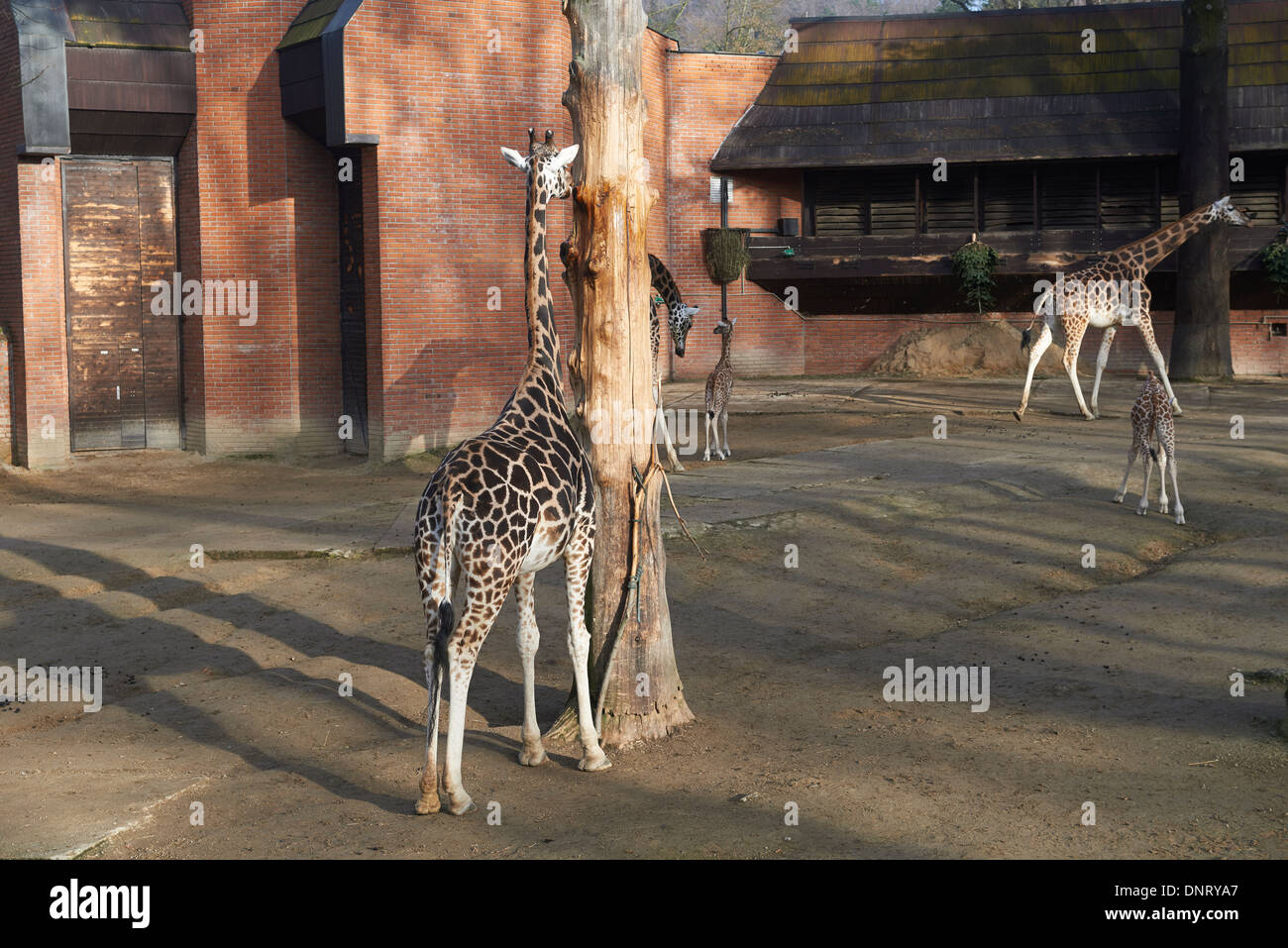 Giraffen im ZOO, Lidove Sady (Folk Obstgärten), Liberec, Tschechische Republik Stockfoto