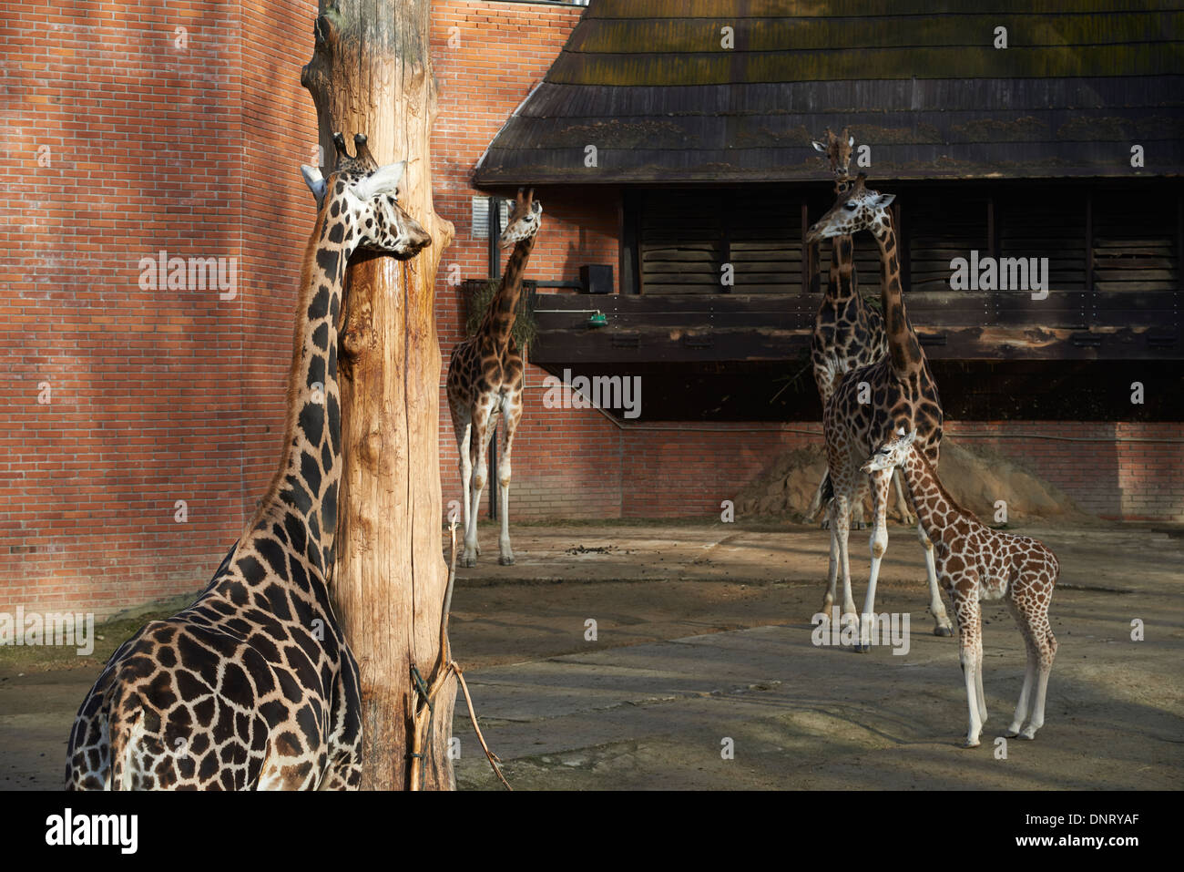 Giraffen im ZOO, Lidove Sady (Folk Obstgärten), Liberec, Tschechische Republik Stockfoto