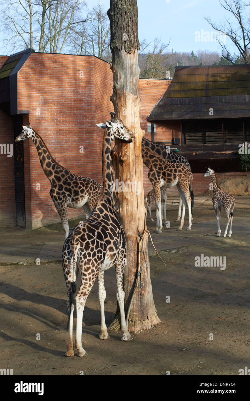 Giraffen im ZOO, Lidove Sady (Folk Obstgärten), Liberec, Tschechische Republik Stockfoto