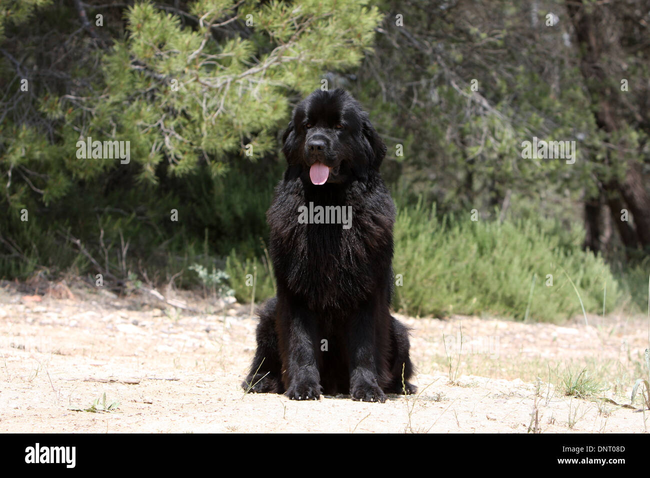 Neufundland Hund / Erwachsener (schwarz) auf dem Boden sitzend Stockfoto