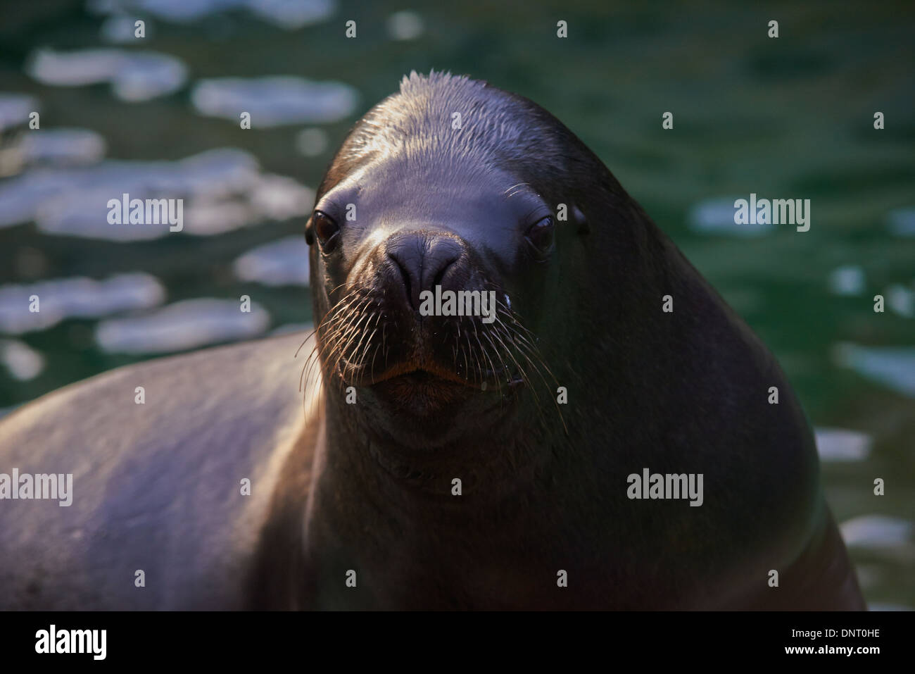 Porträt des südamerikanischen Seelöwen oder südlichen Seelöwe (Otaria Flavescens, ehemals Otaria Byronia) Stockfoto