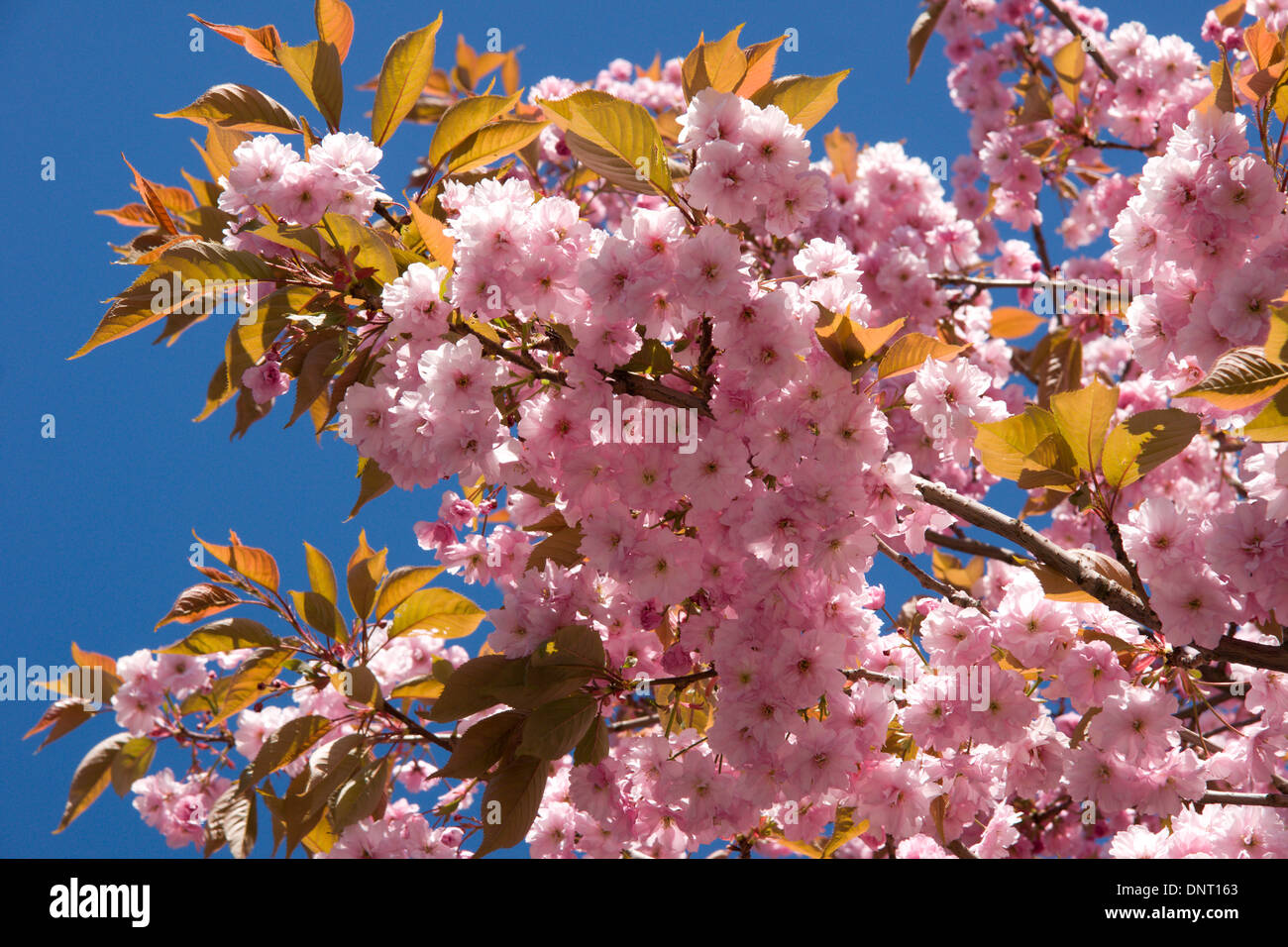 Rosa Kirschblüten auf Ästen eines Baumes blühenden Kirschbäume Stockfoto