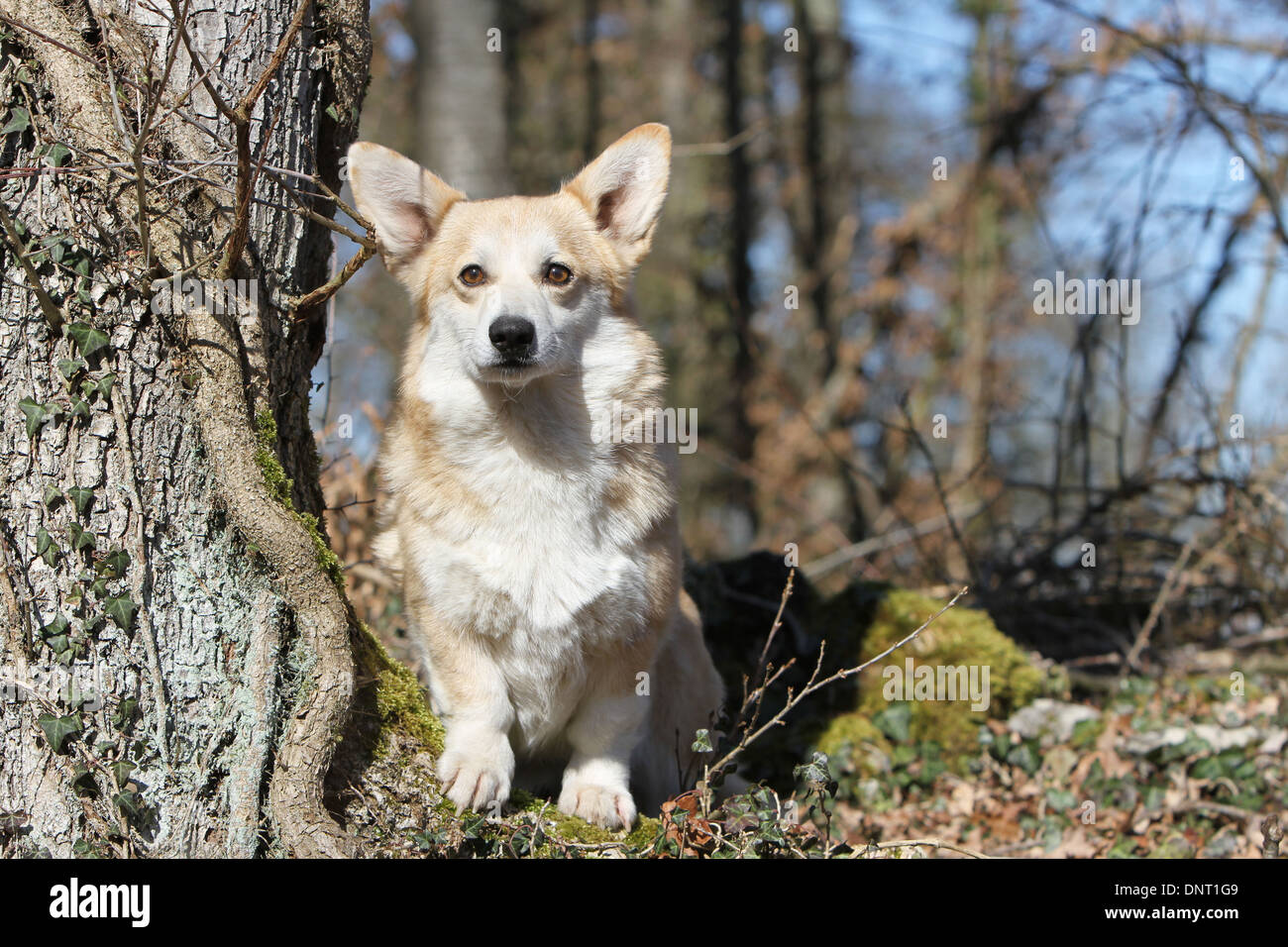 Pembroke Welsh Corgi Hund / Erwachsene sitzen in einem Wald Stockfoto