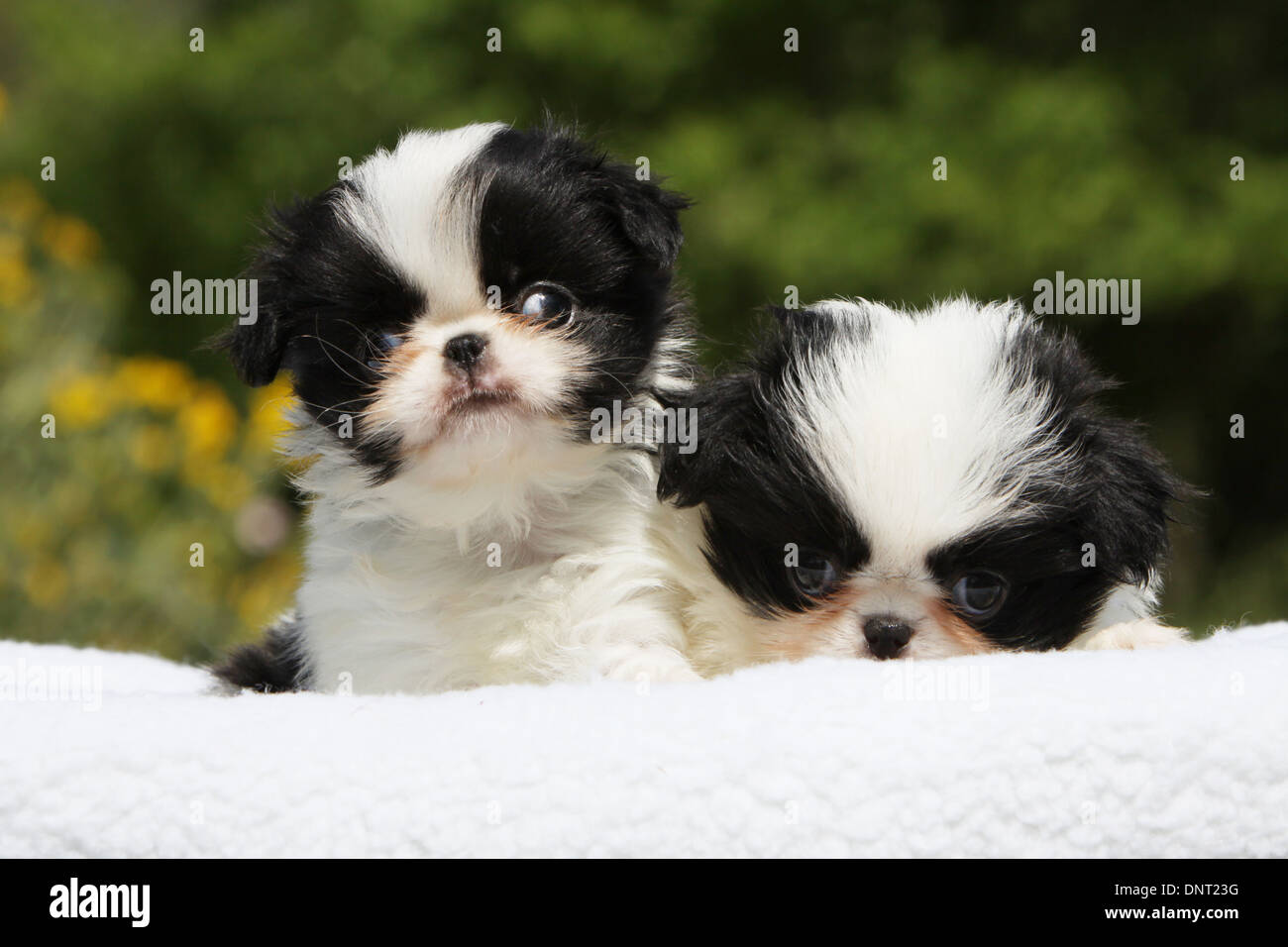 Japan Chin Hund / japanische Spaniel zwei Welpen (weiß und schwarz