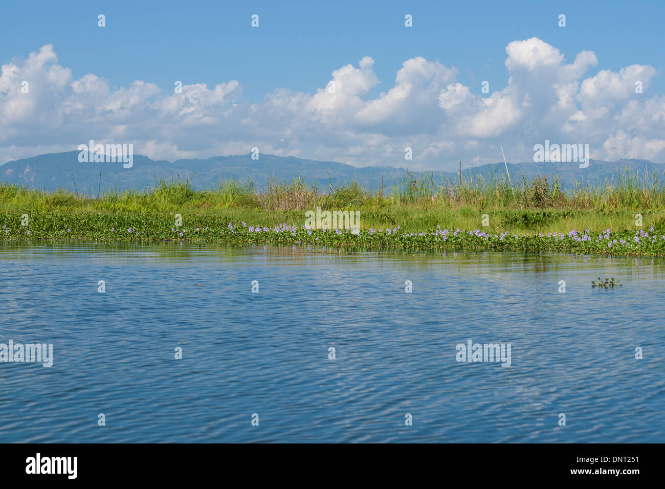 Wasserpflanzen bilden eine grüne Trennung zwischen blauen See und Himmel, Inle-See, Myanmar. Stockfoto