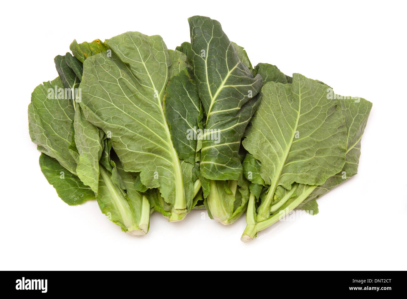 Frühling Grüns (Brassica Oleracea) isoliert auf einem weißen Studio-Hintergrund. Stockfoto