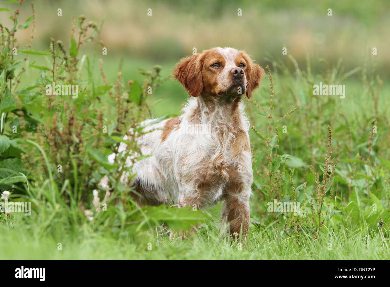 Brittany Spaniel Hund / Epagneul Breton Erwachsener (Orange und weiß) steht auf einer Wiese Stockfoto