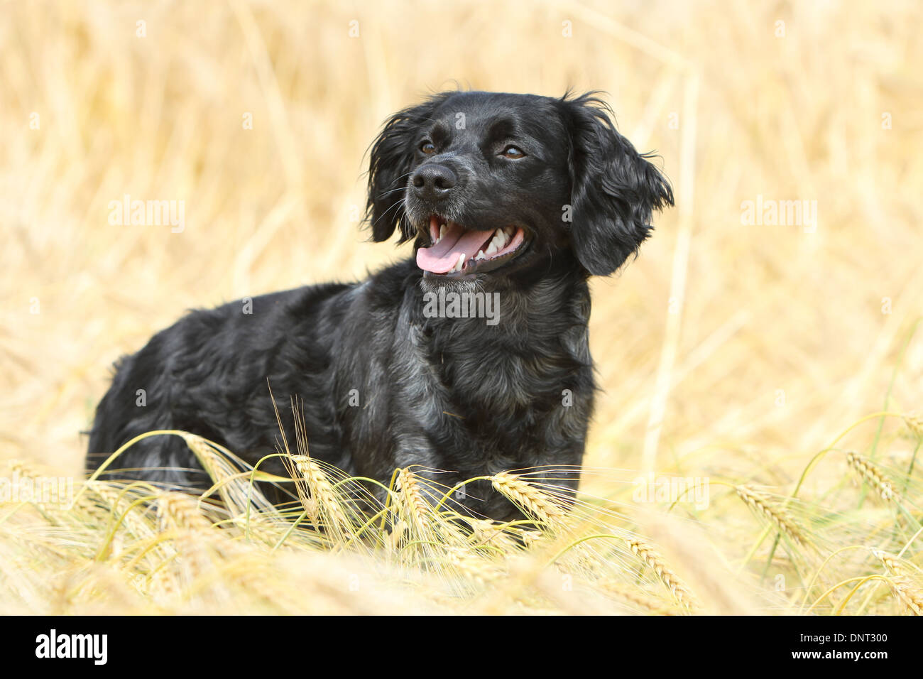 Brittany Spaniel Hund / Epagneul Breton Erwachsenen stehen in einem Feld Stockfoto