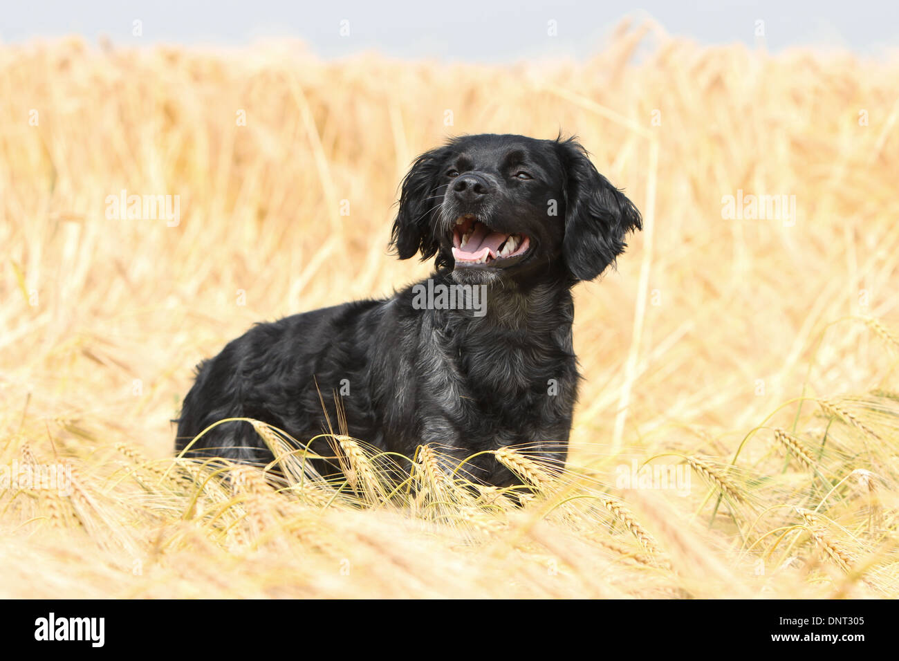 Brittany Spaniel Hund / Epagneul Breton Erwachsenen stehen in einem Feld Stockfoto