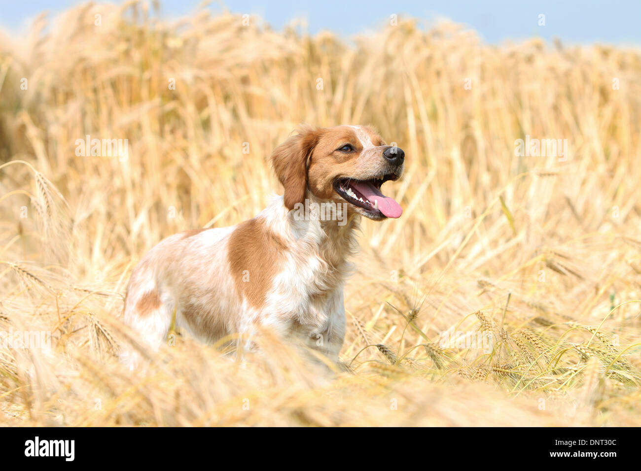 Brittany Spaniel Hund / Epagneul Breton Erwachsener (Orange und weiß) stehen in einem Feld Stockfoto