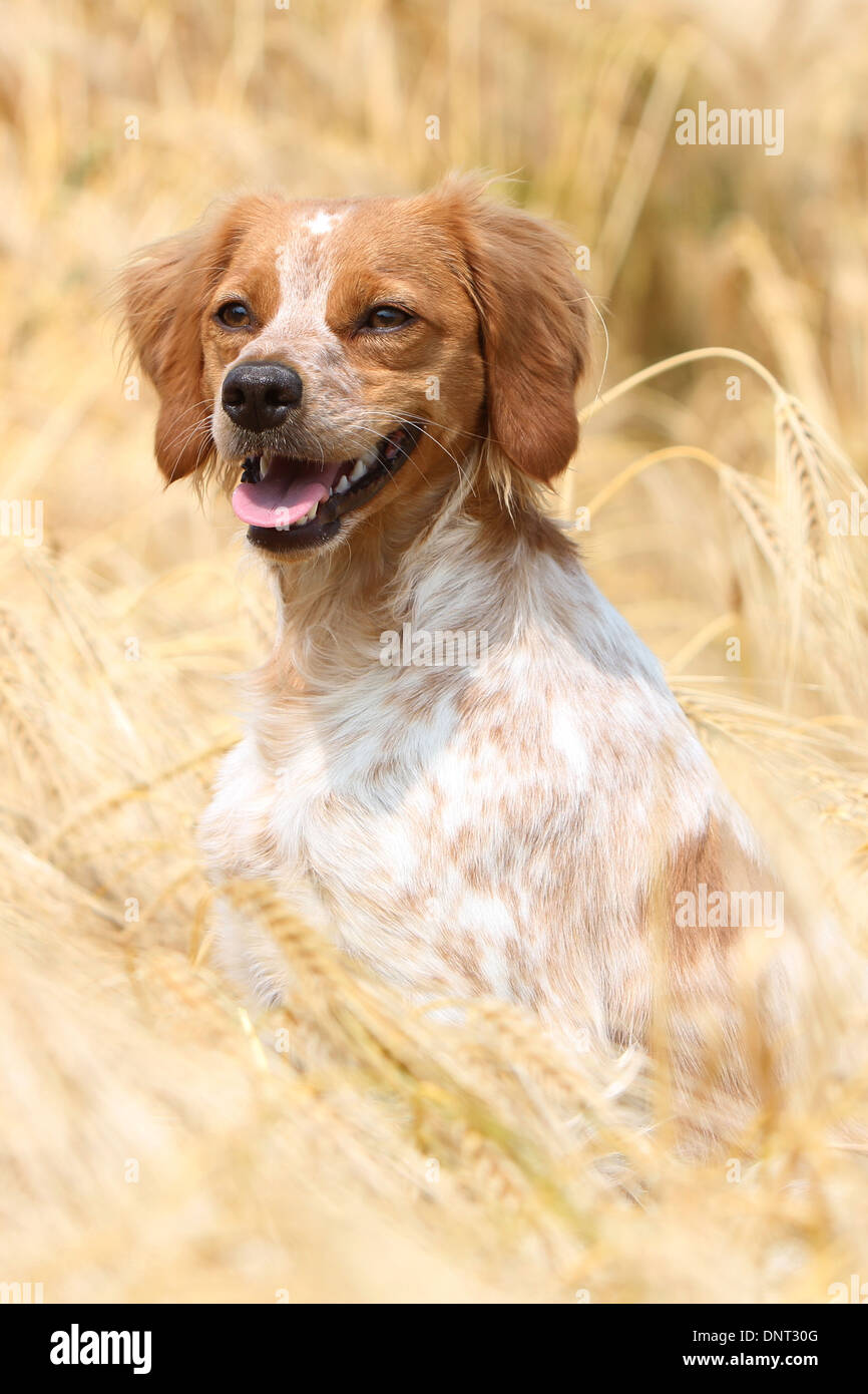 Brittany Spaniel Hund / Epagneul Breton Erwachsener (Orange und weiß) sitzen in einem Feld Stockfoto