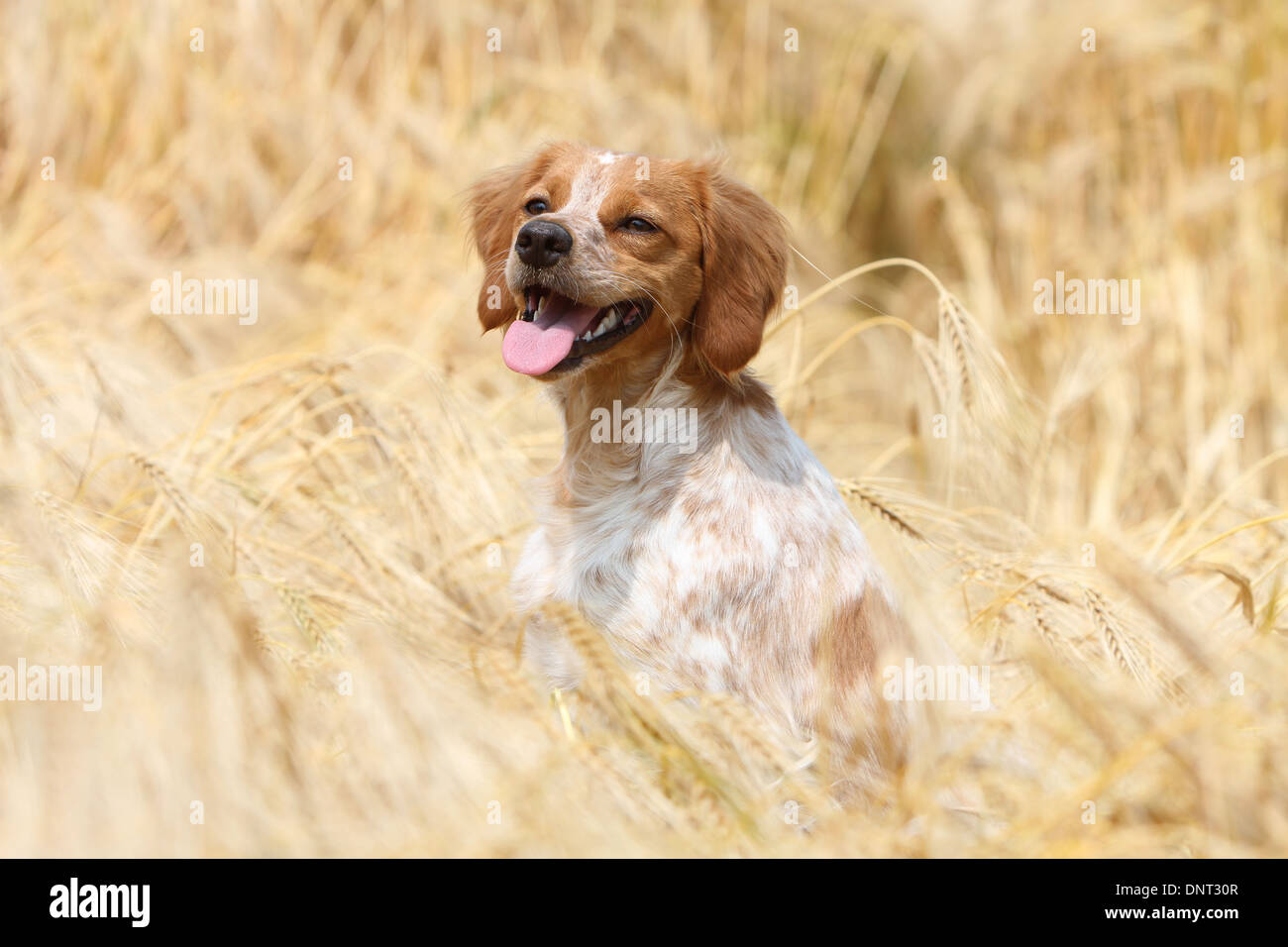Brittany Spaniel Hund / Epagneul Breton Erwachsener (Orange und weiß) sitzen in einem Feld Stockfoto
