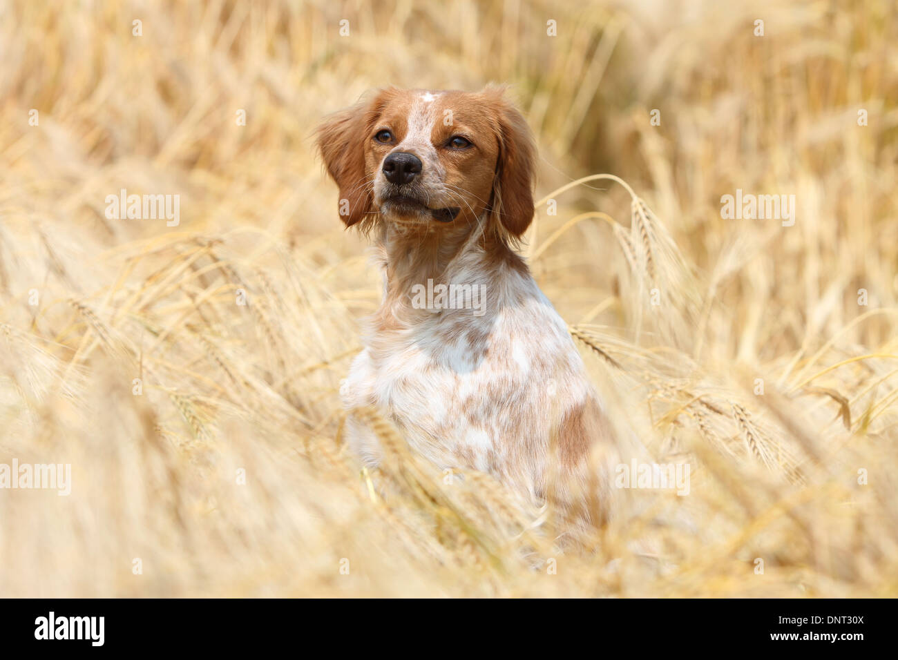 Brittany Spaniel Hund / Epagneul Breton Erwachsener (Orange und weiß) sitzen in einem Feld Stockfoto