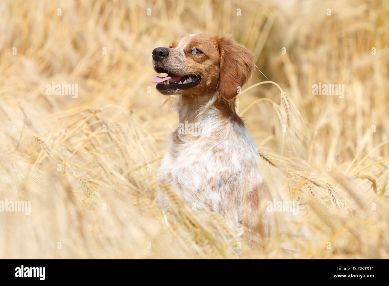 Brittany Spaniel Hund / Epagneul Breton Erwachsener (Orange und weiß) sitzen auf einer Wiese Stockfoto