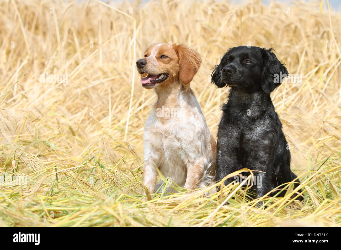 Brittany Spaniel Hund / Epagneul Breton zwei Erwachsene (verschiedene Farben) sitzen in einem Feld Stockfoto