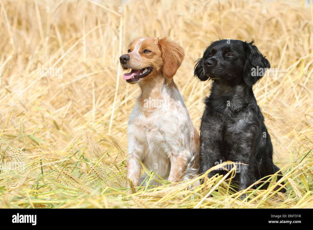 Brittany Spaniel Hund / Epagneul Breton zwei Erwachsene (verschiedene Farben) sitzen in einem Feld Stockfoto