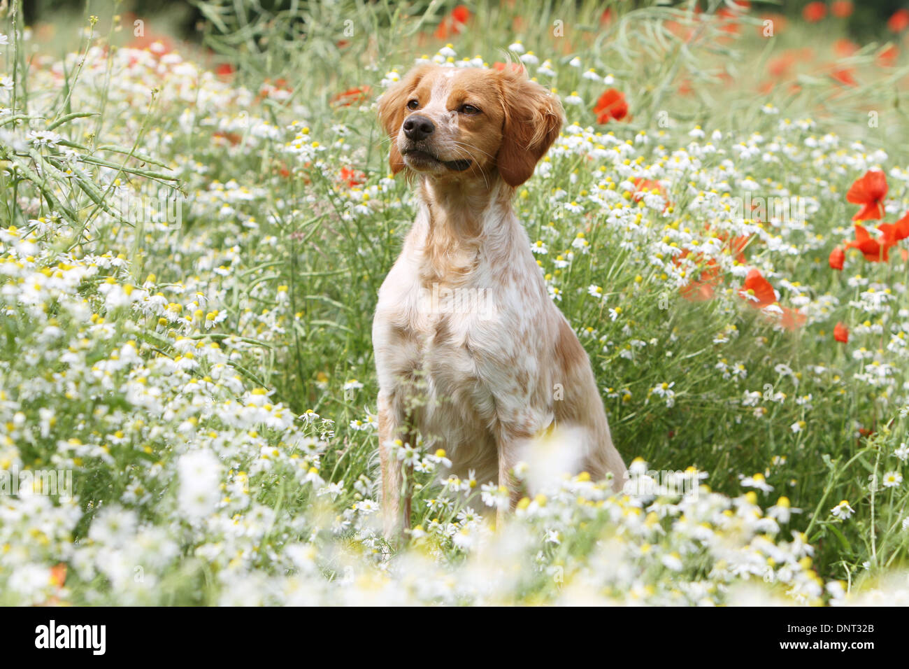Brittany Spaniel Hund / Epagneul Breton Erwachsener (Orange und weiß) sitzen auf einer Wiese Stockfoto
