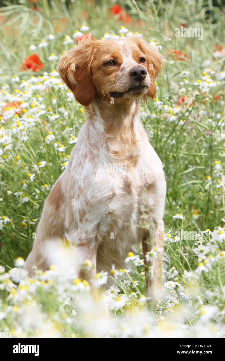 Brittany Spaniel Hund / Epagneul Breton Erwachsene (orange und weiß) sitzen sitzen auf einer Wiese Stockfoto