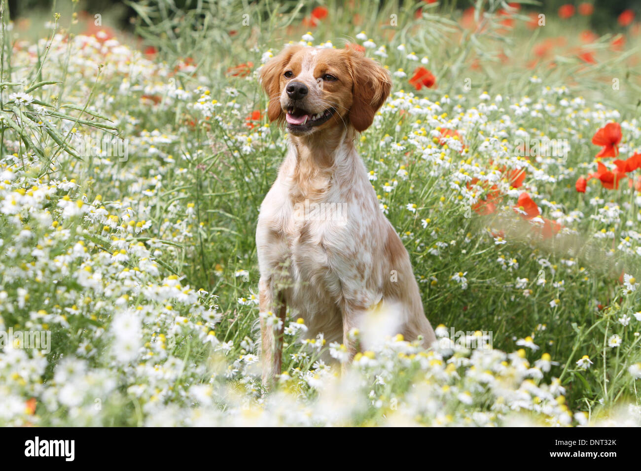 Brittany Spaniel Hund / Epagneul Breton Erwachsener (Orange und weiß) sitzen auf einer Wiese Stockfoto