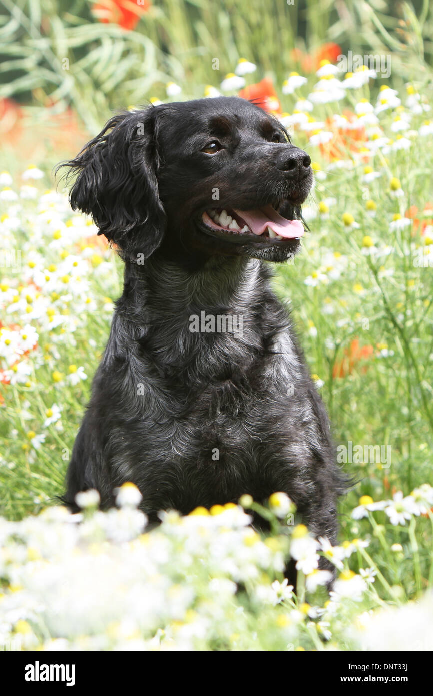 Brittany Spaniel Hund / Epagneul Breton Erwachsenen sitzen auf einer Wiese Stockfoto