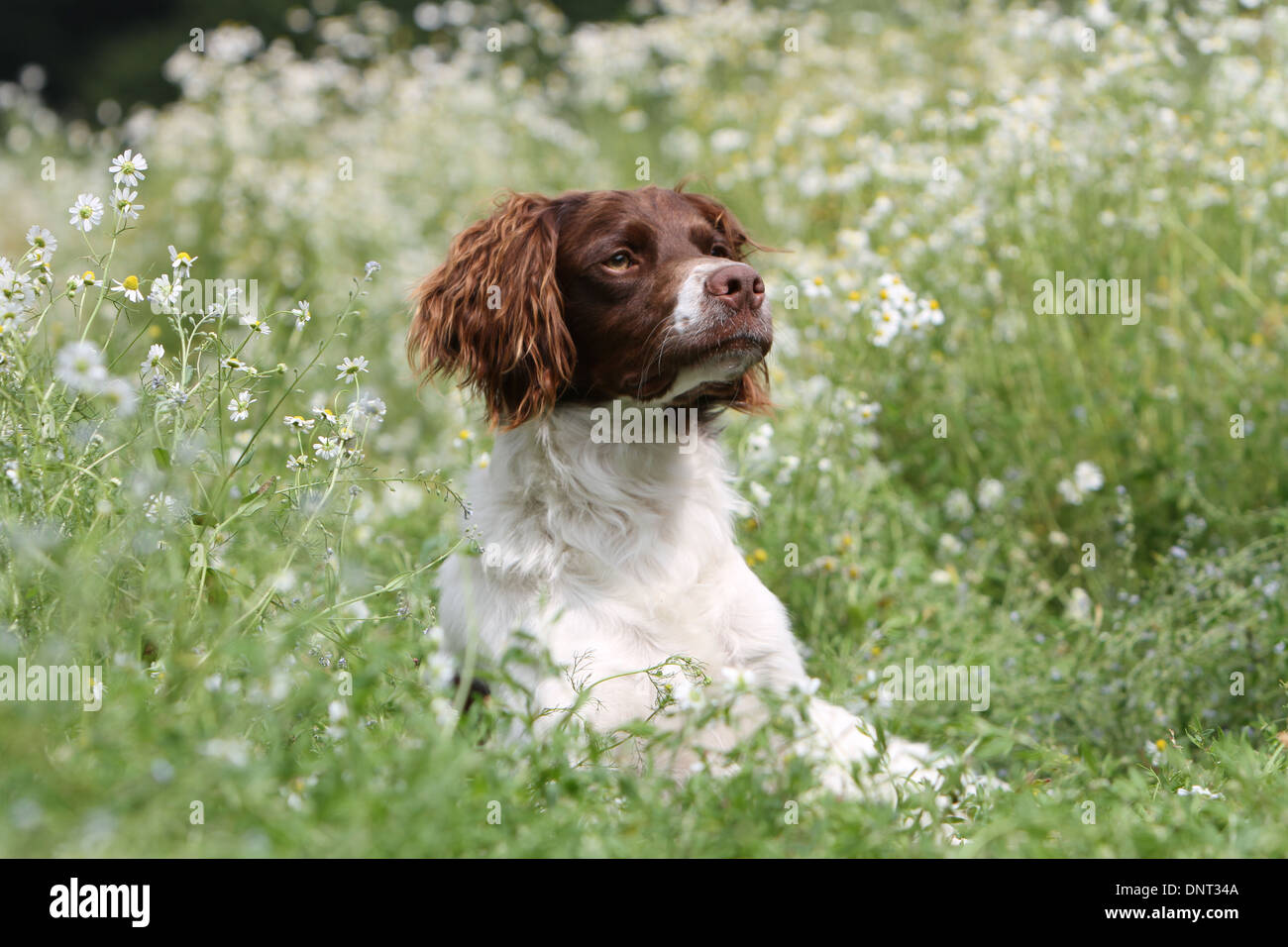 Brittany Spaniel Hund / Epagneul Breton (braune Leber und weiß) Erwachsenen in einer Wiese liegen Stockfoto