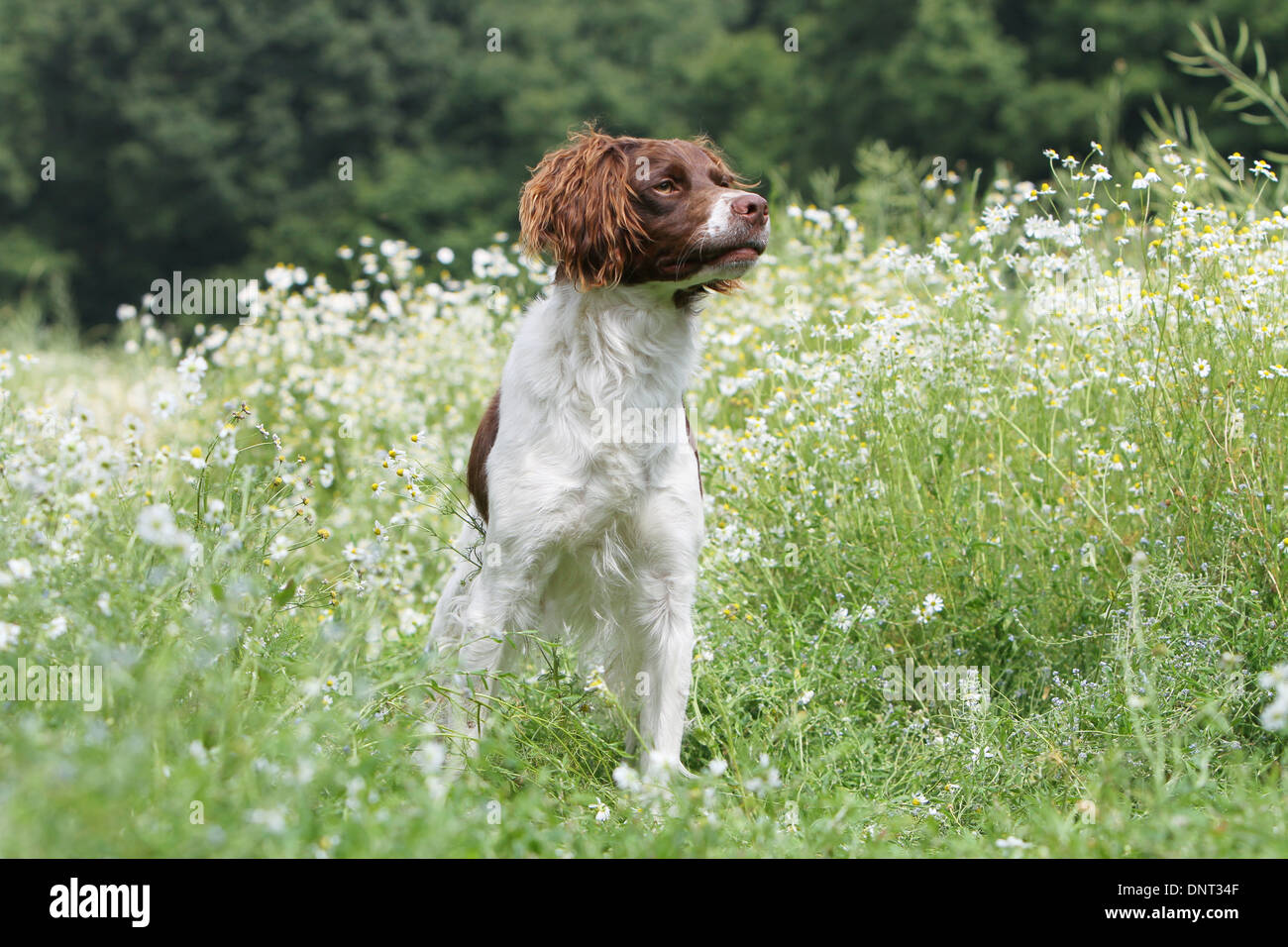 Brittany Spaniel Hund / Epagneul Breton (braune Leber und weiß) Erwachsenen stehen auf einer Wiese Stockfoto