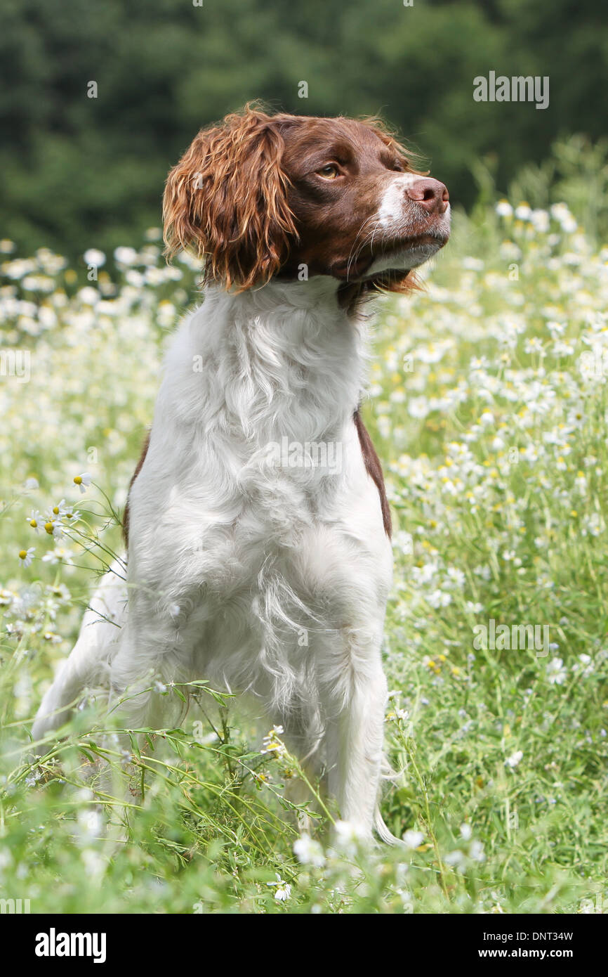 Brittany Spaniel Hund / Epagneul Breton (braune Leber und weiß) Erwachsenen stehen auf einer Wiese Stockfoto