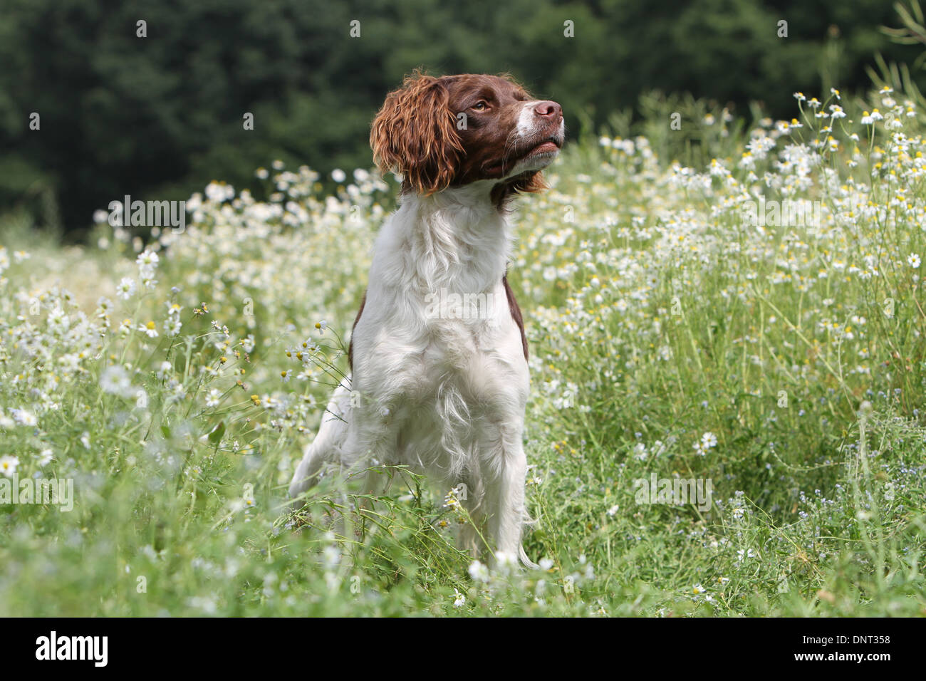 Brittany Spaniel Hund / Epagneul Breton (braune Leber und weiß) Erwachsenen stehen auf einer Wiese Stockfoto