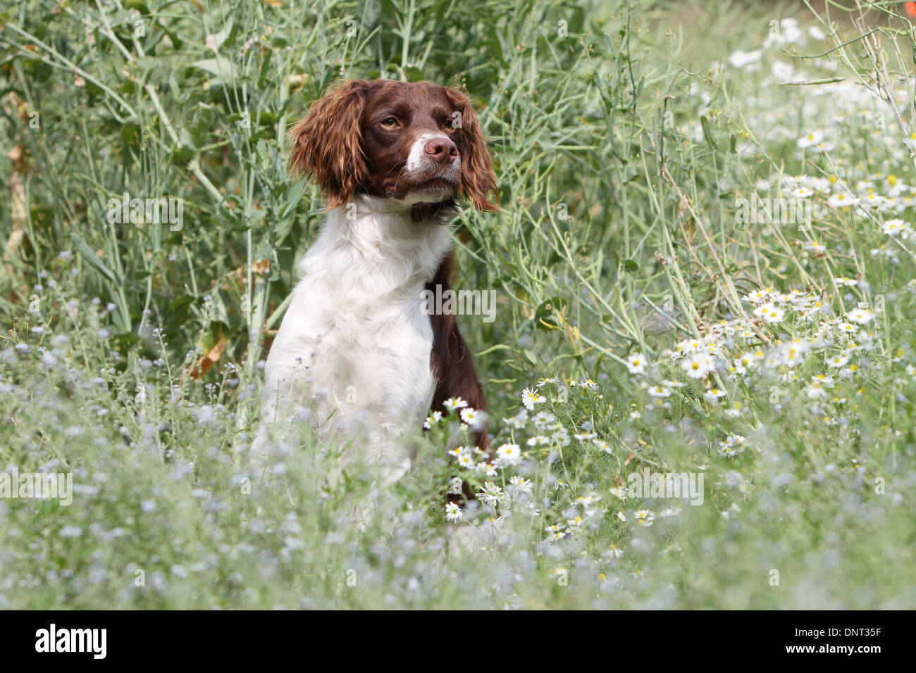 Brittany Spaniel Hund / Epagneul Breton (braune Leber und weiß) Erwachsenen stehen auf einer Wiese Stockfoto