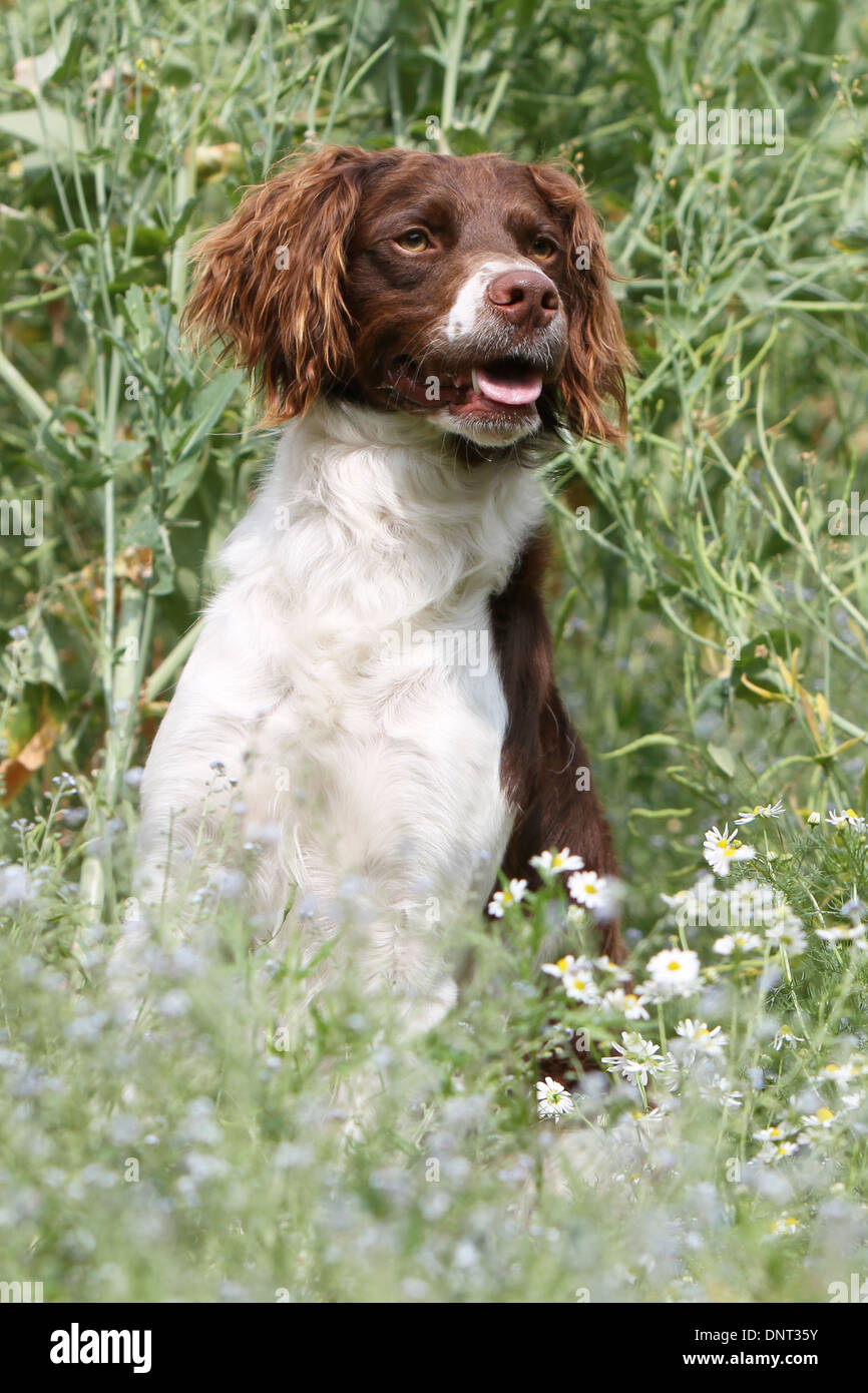 Brittany Spaniel Hund / Epagneul Breton (braune Leber und weiß) Erwachsenen stehen auf einer Wiese Stockfoto