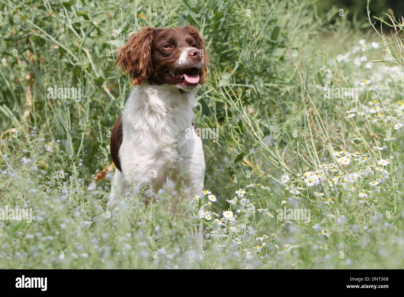 Brittany Spaniel Hund / Epagneul Breton (braune Leber und weiß) Erwachsenen stehen auf einer Wiese Stockfoto